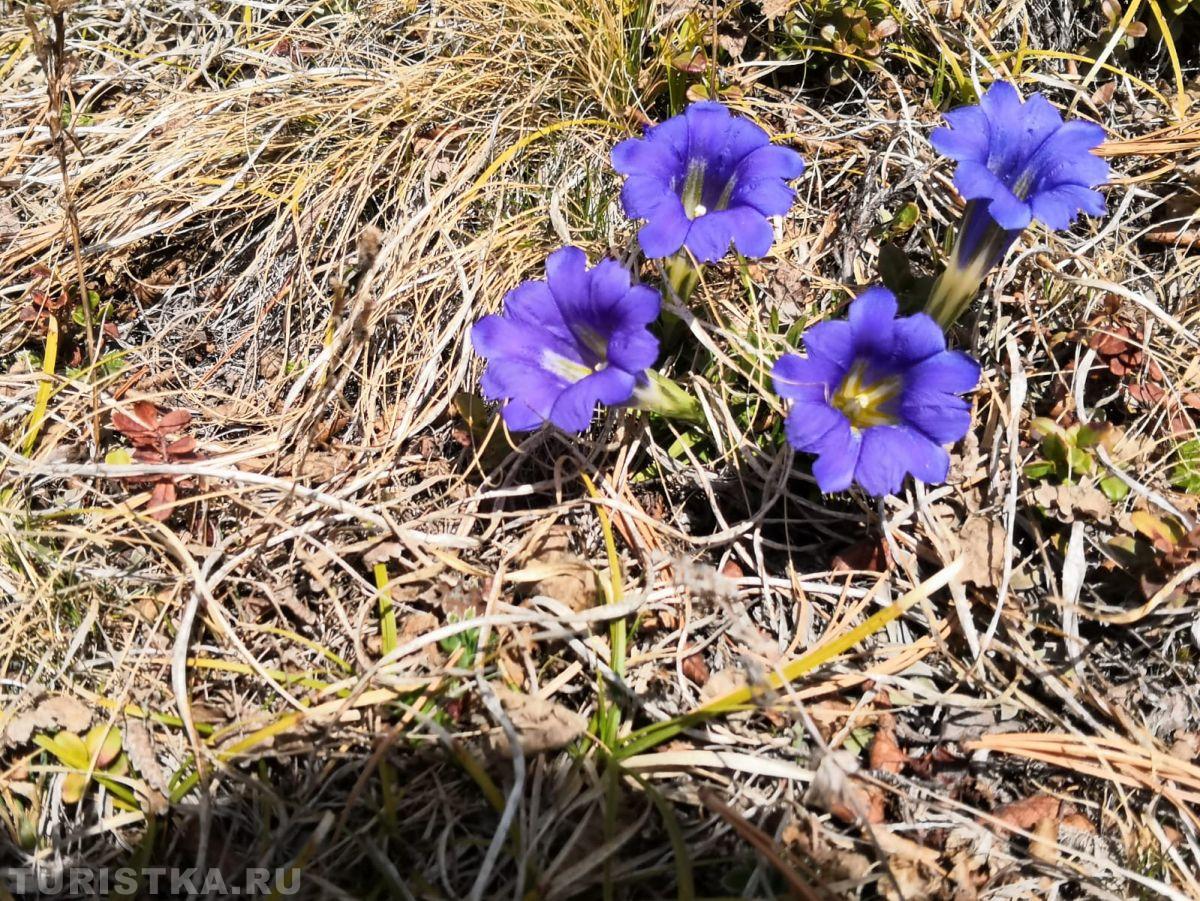 Горечавка Клузиуса
