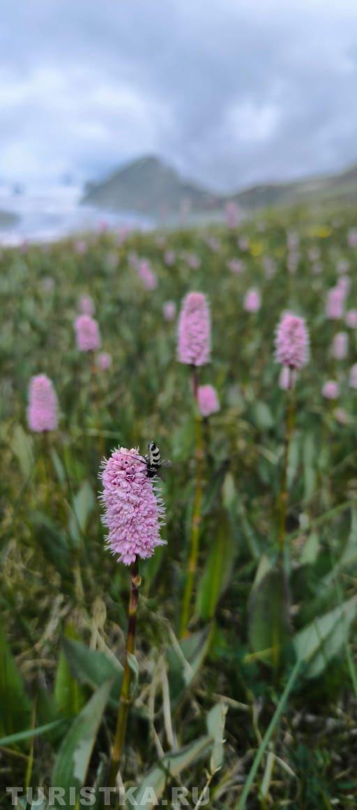 Горец змеиный на Алтае