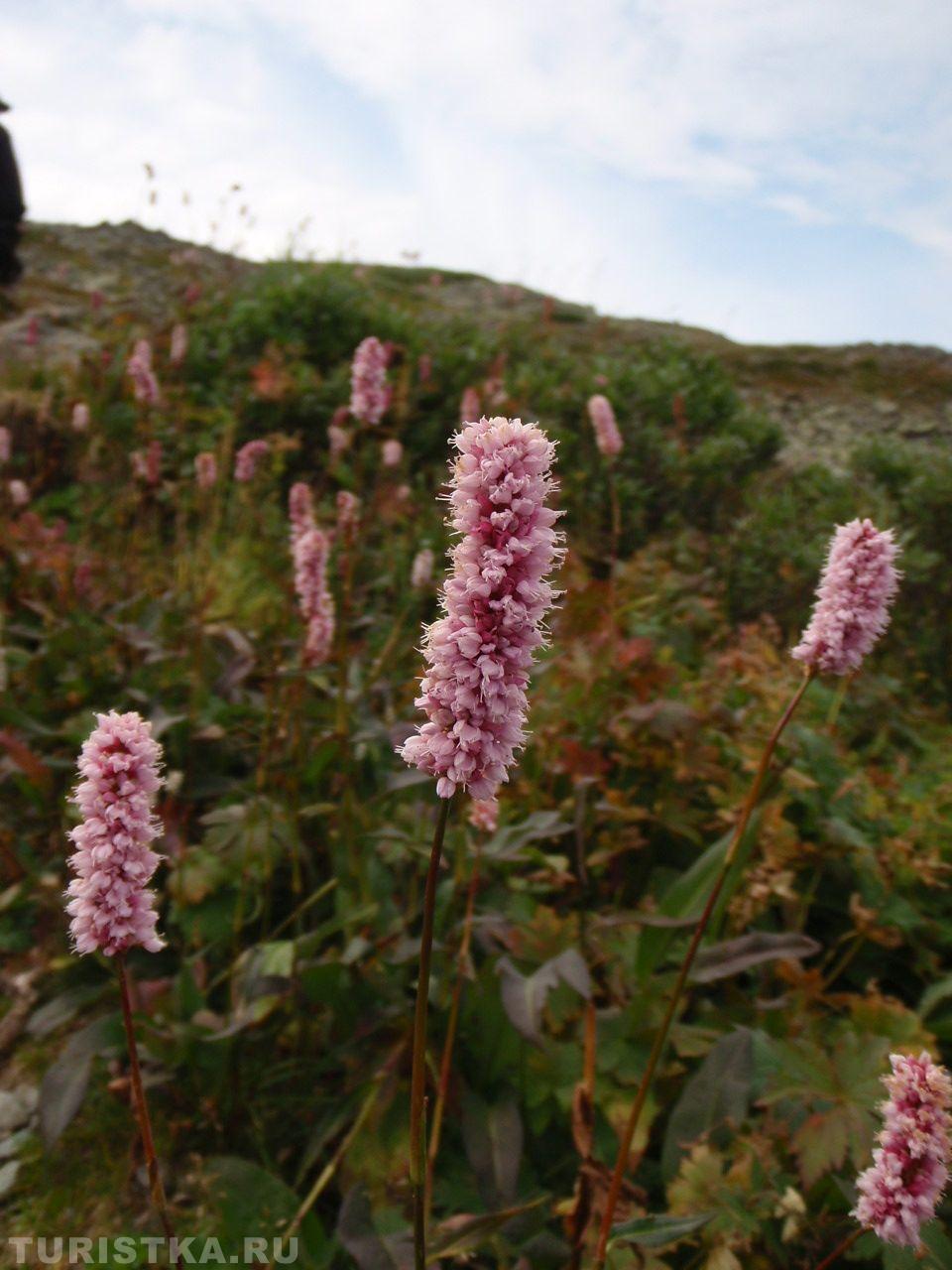 Горец змеиный на Алтае