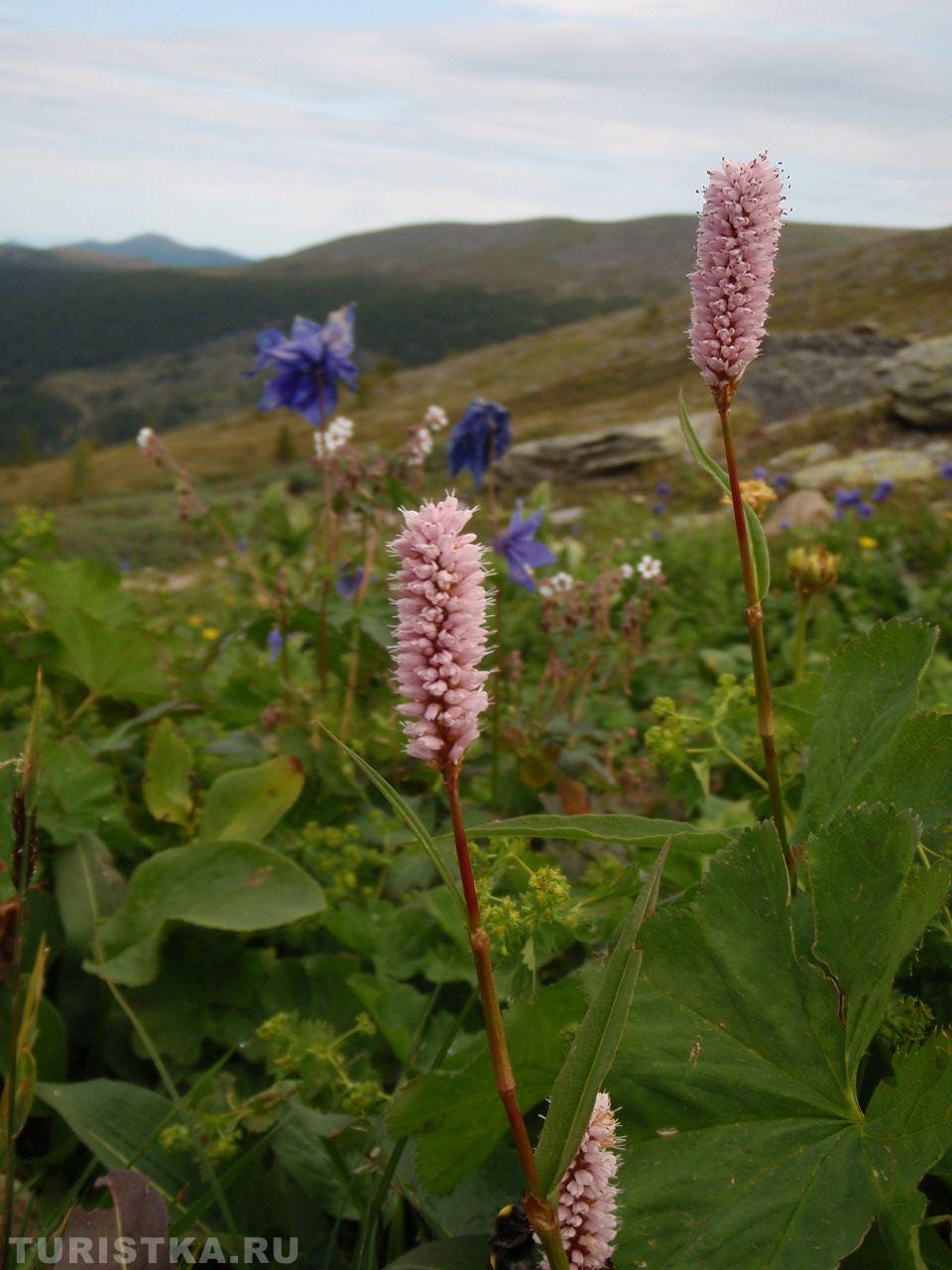 Горец змеиный на Алтае