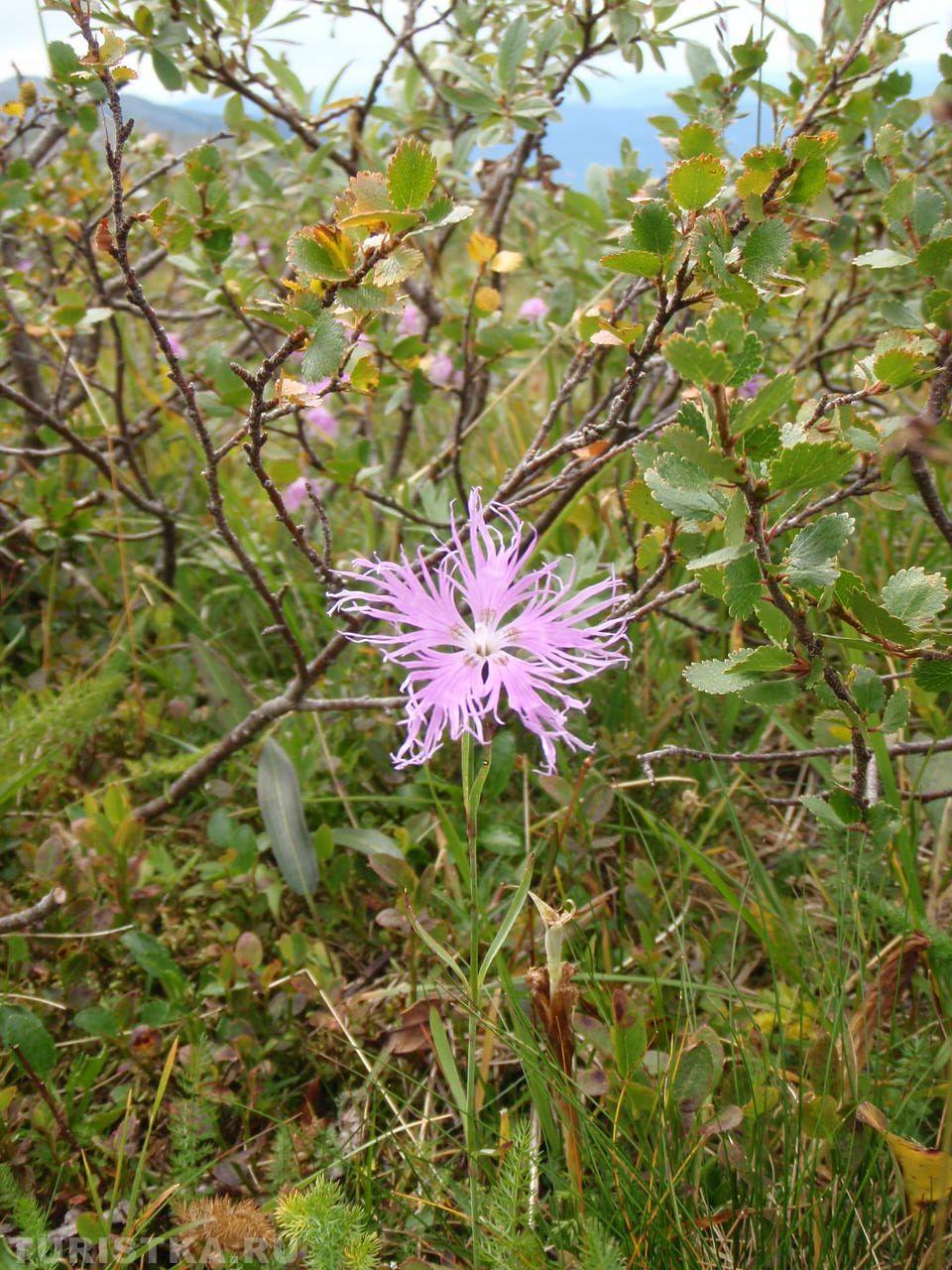 Гвоздика пышная на Алтае