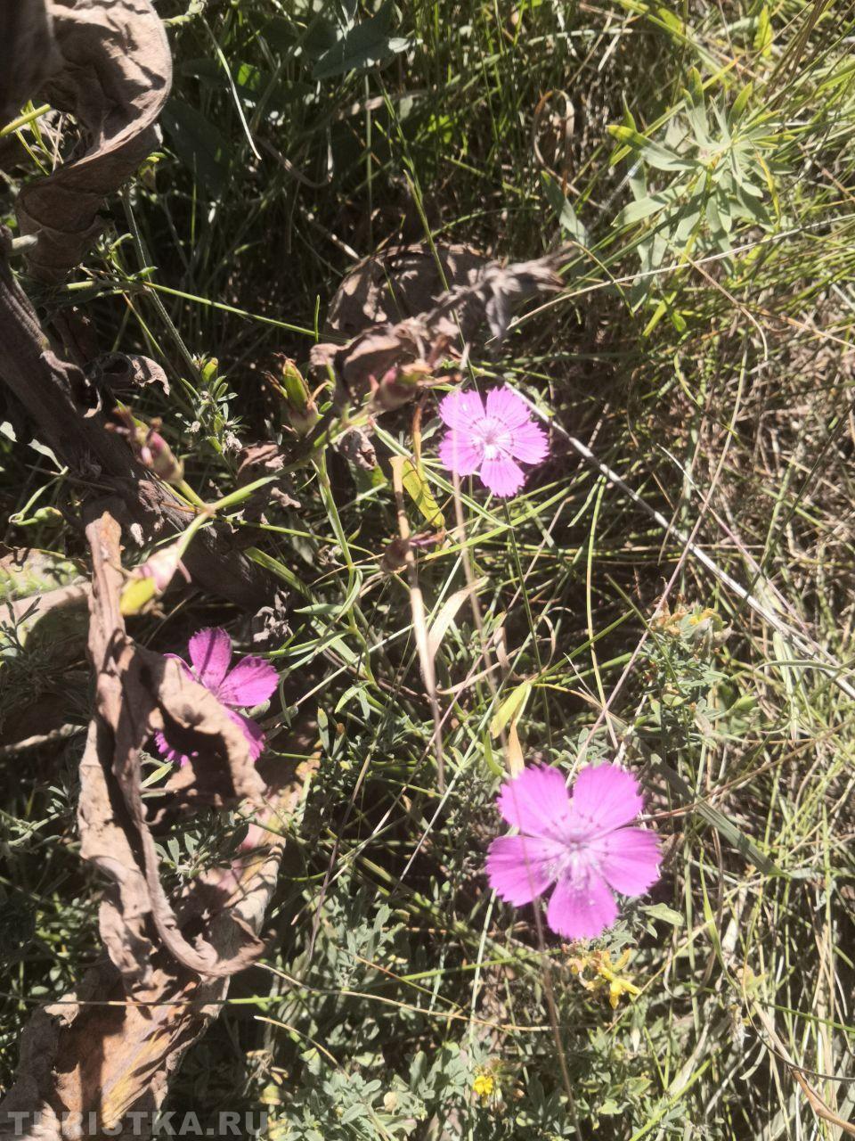 Гвоздика разноцветная