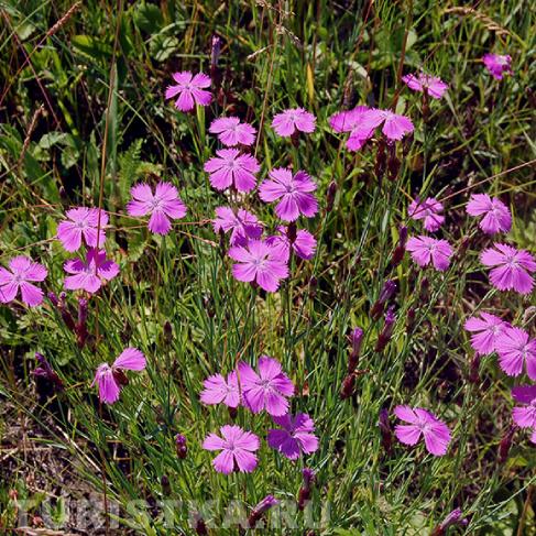 Гвоздика разноцветная