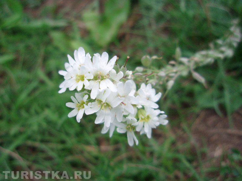 Икотник