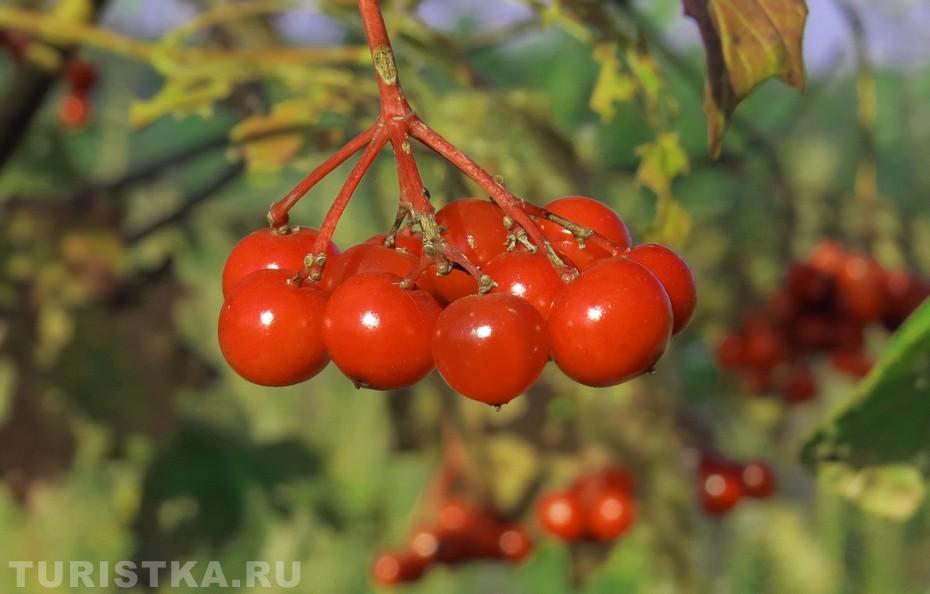 Калина обыкновенная