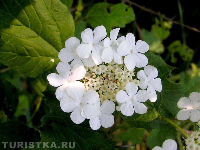 Калина обыкновенная