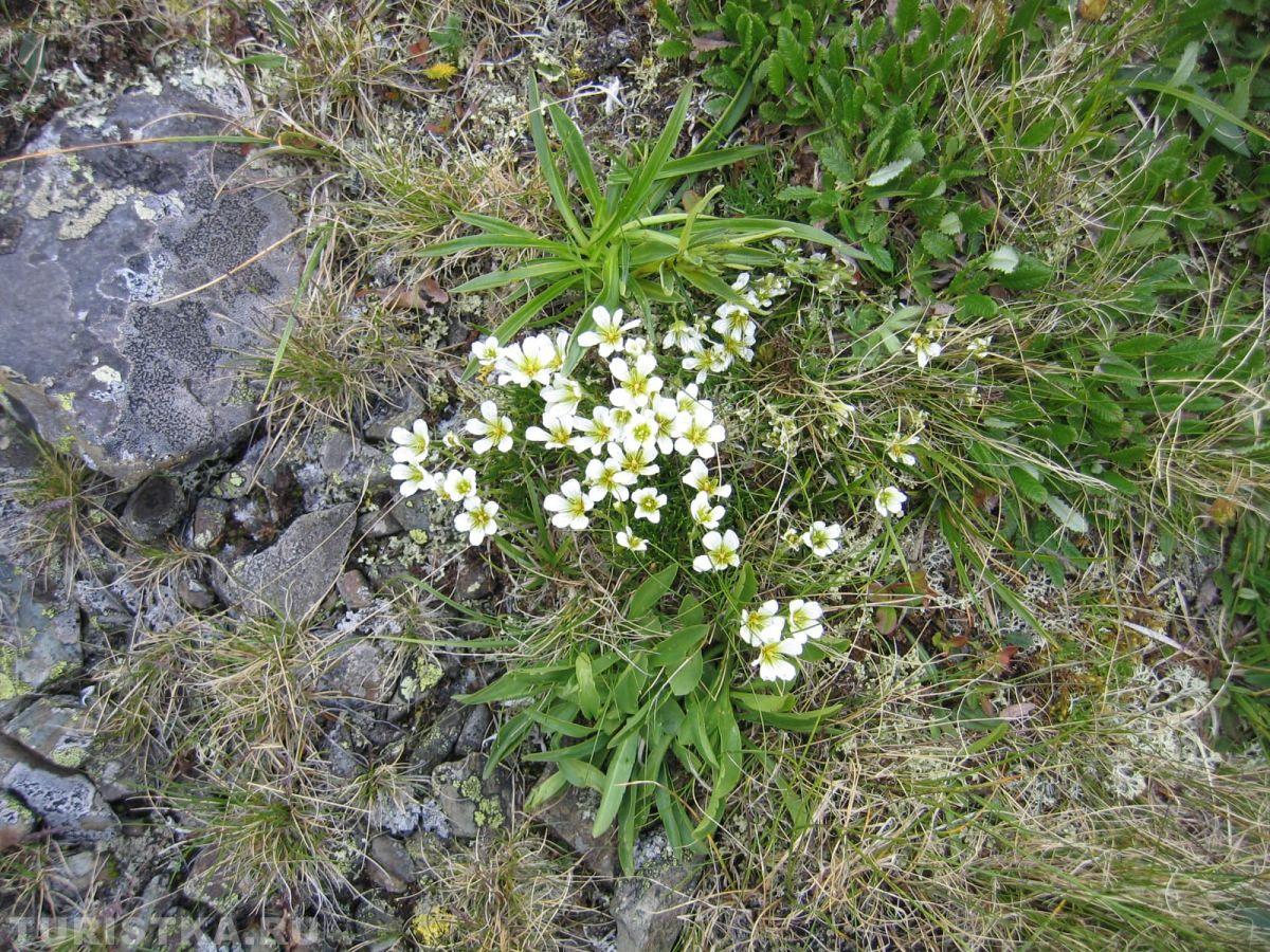 Камнеломка сибирская на Алтае