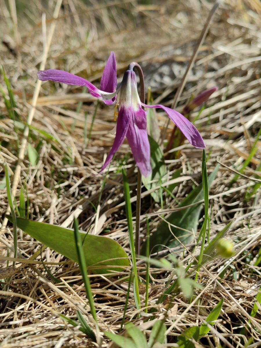 Кандык сибирскмй на Алтае