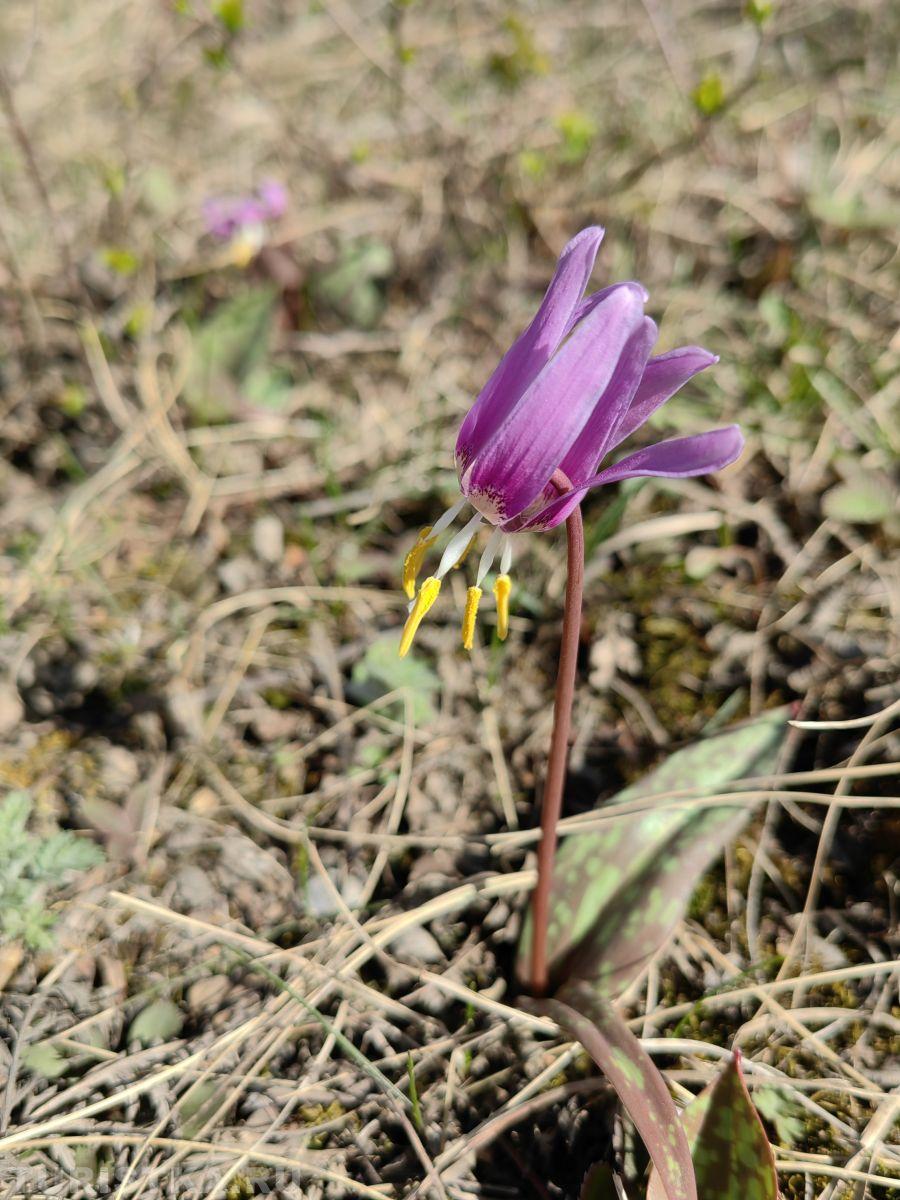 Кандык сибирскмй на Алтае