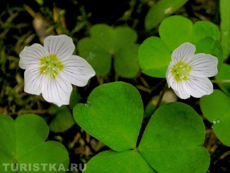 Кислица обыкновенная