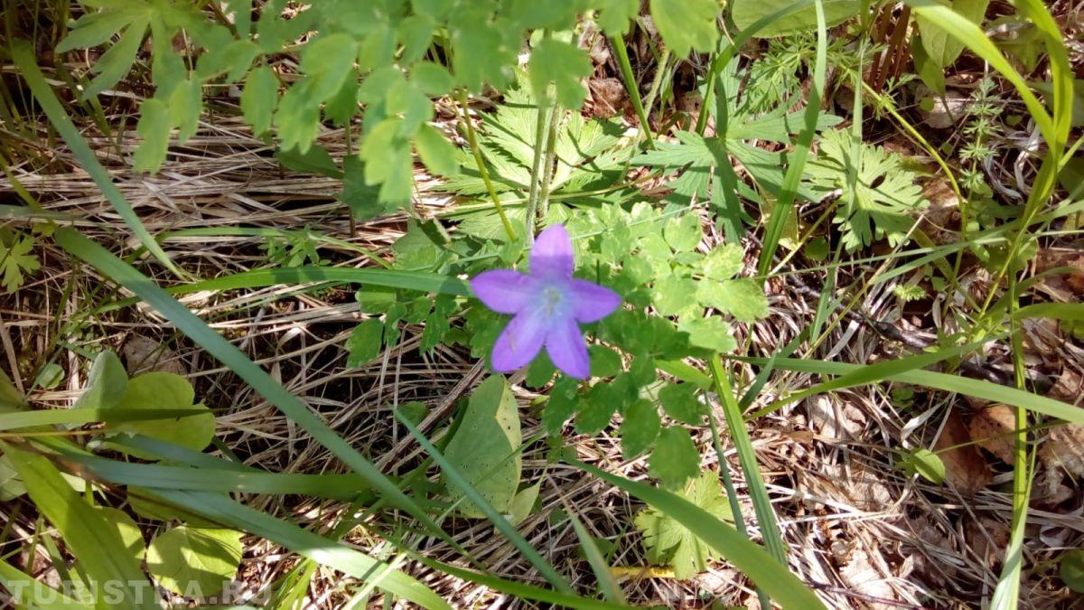 Колокольчик раскидистый