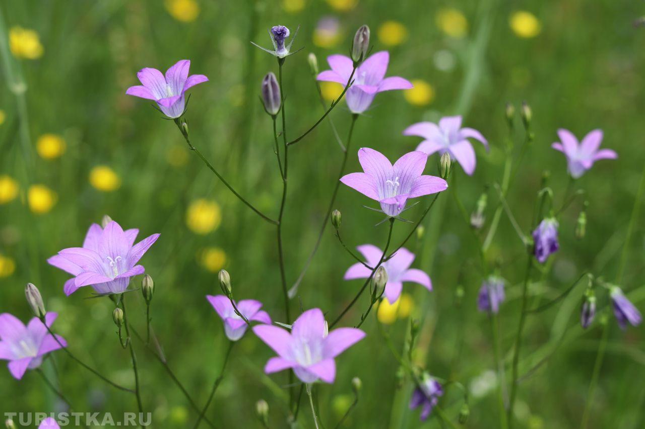 Колокольчик раскидистый