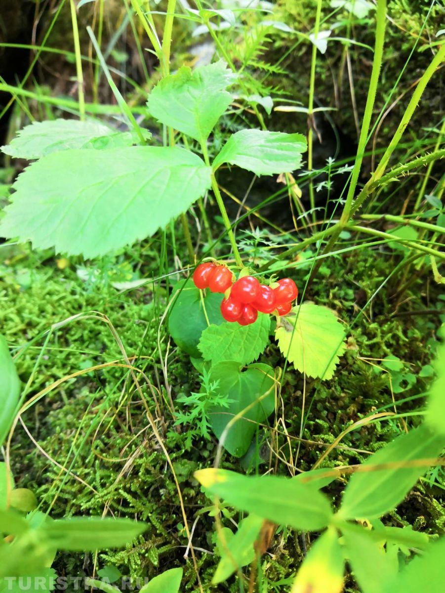 Костяника на Алтае