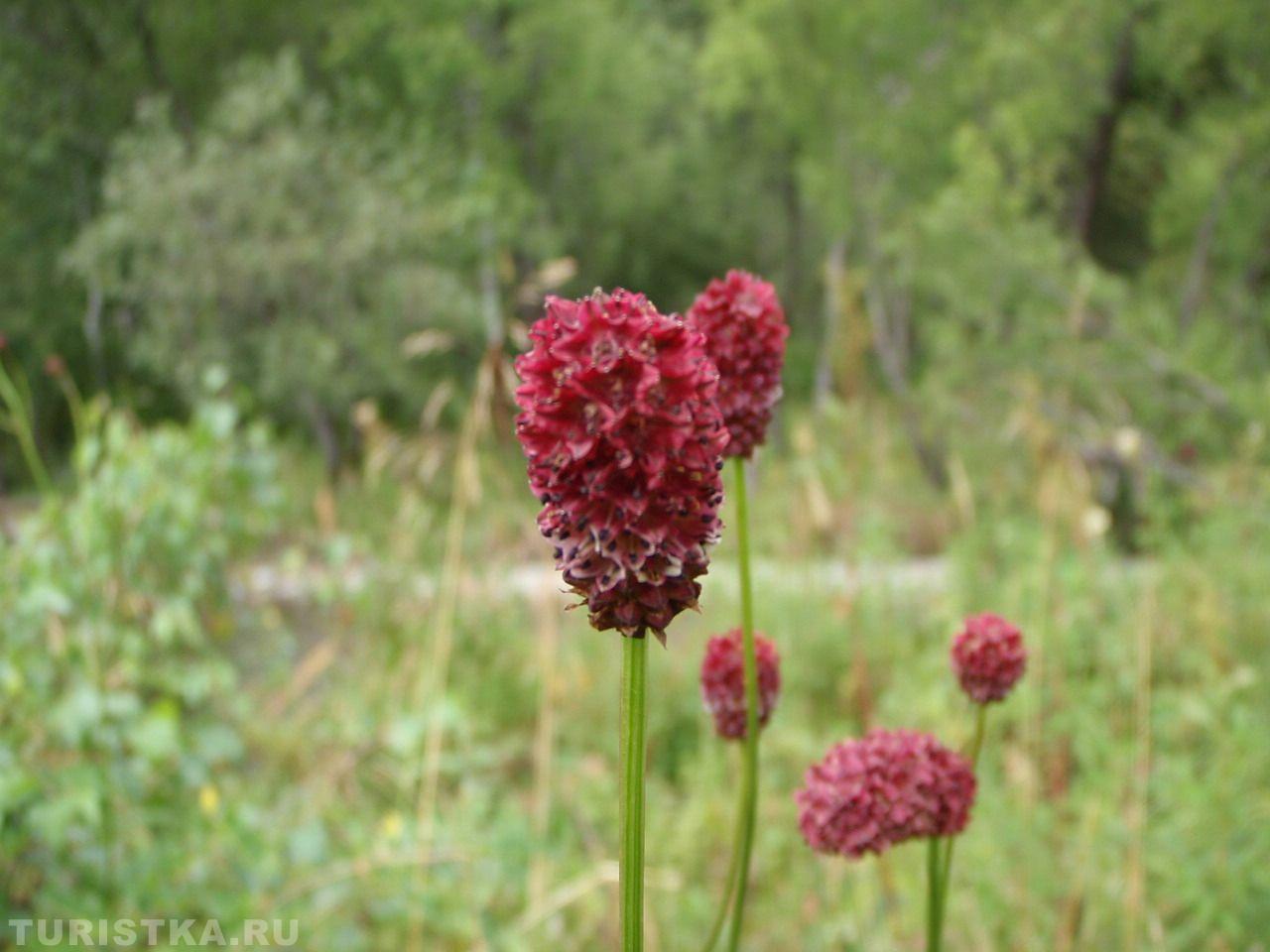 Кровохлебка на Алтае