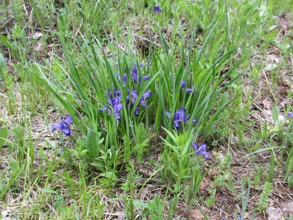 Ирис русский (Кукушкины слезки) на Алтае