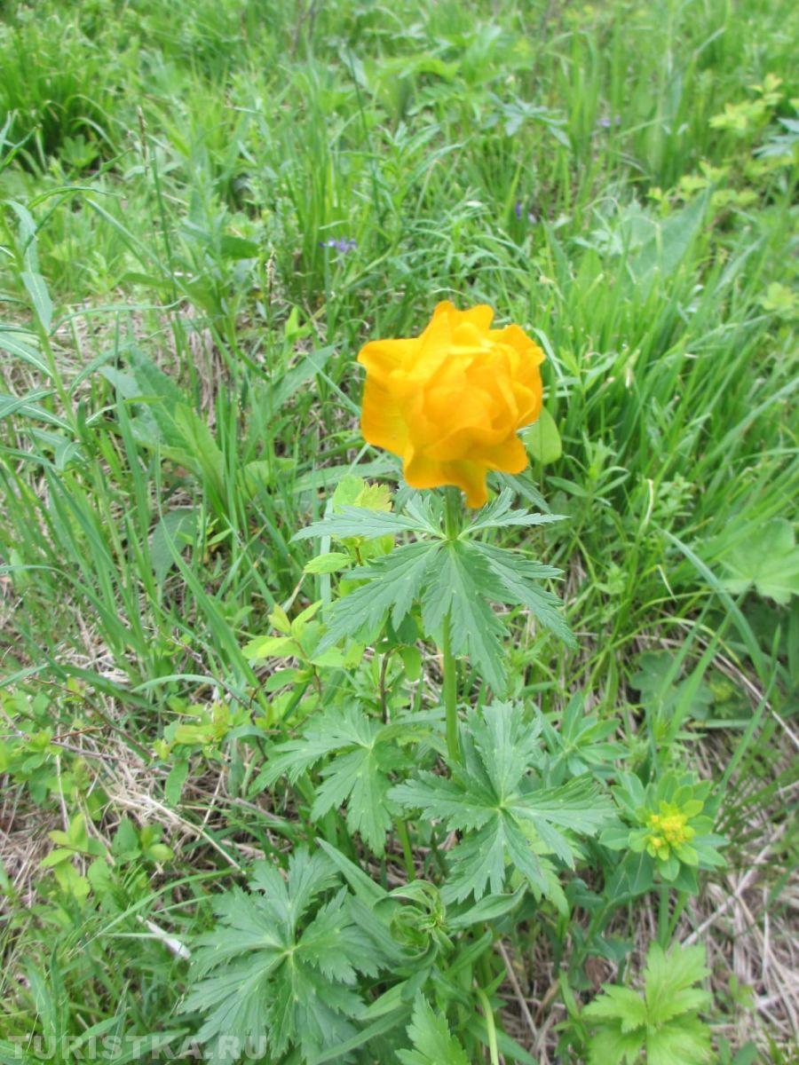 Купальница на Алтае