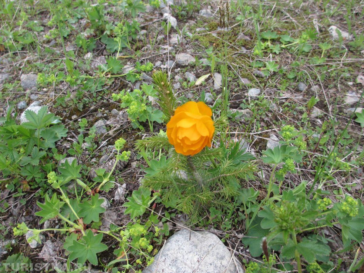 Купальница на Алтае