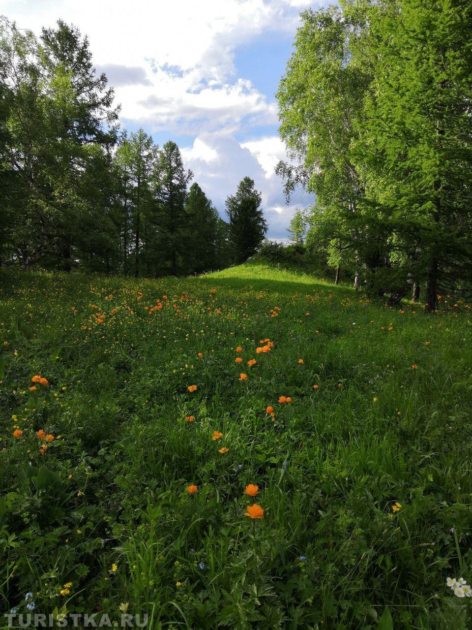 Купальница азиатская. на Алтае