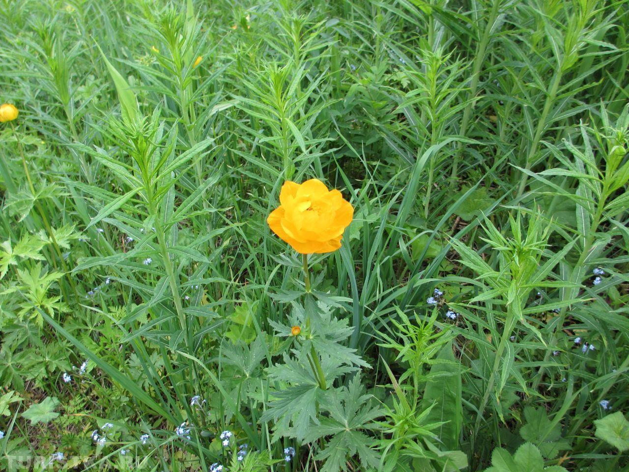 Купальница азиатская. на Алтае