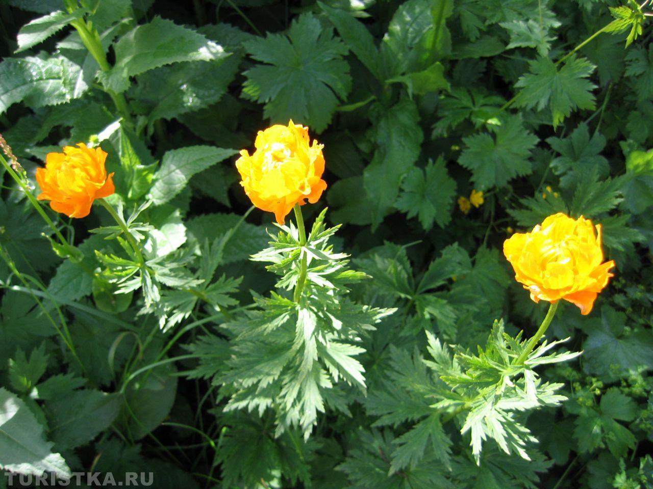 Купальница азиатская. на Алтае