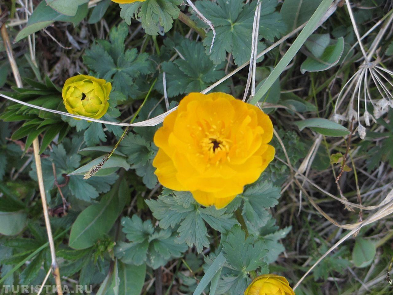 Купальница азиатская. на Алтае