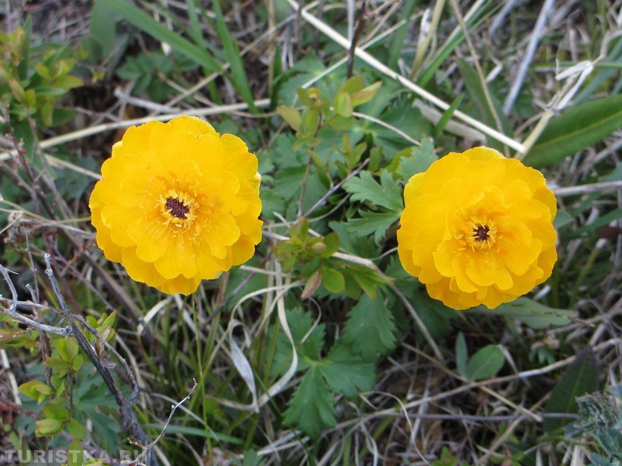 Купальница азиатская. на Алтае