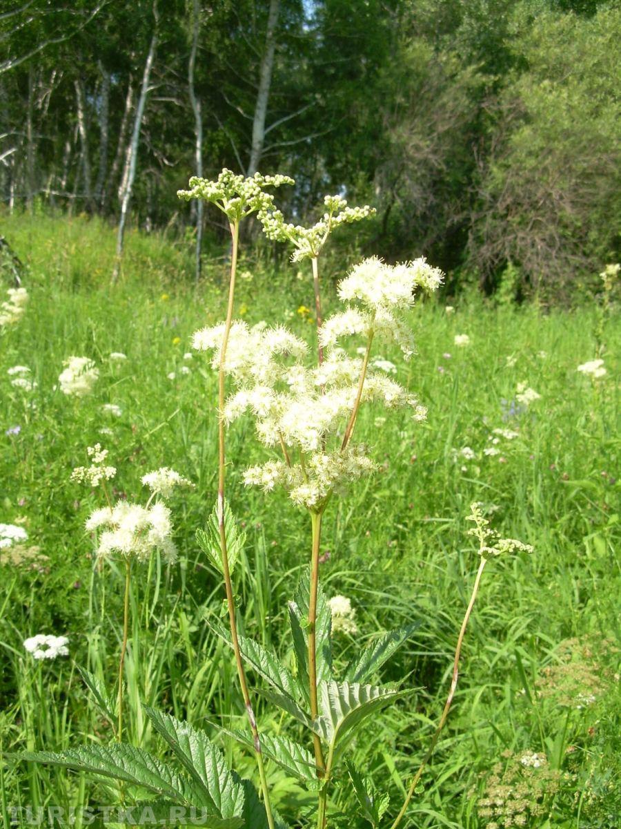 Лабазник (Таволга) на Алтае