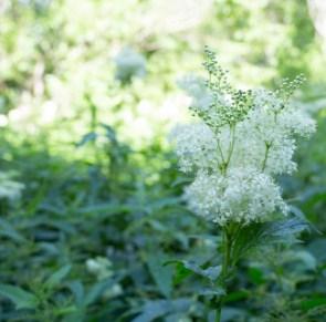 Лабазник на Алтае