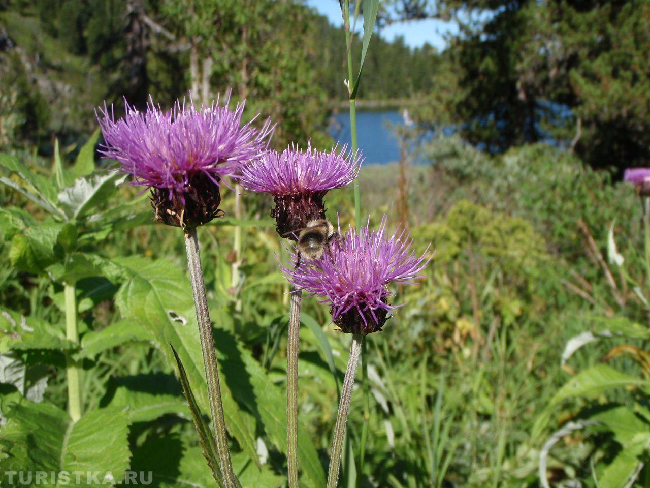 Левзея на Алтае