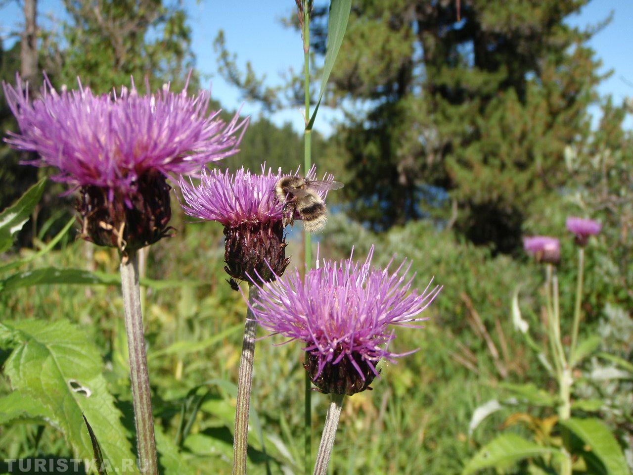 Левзея на Алтае