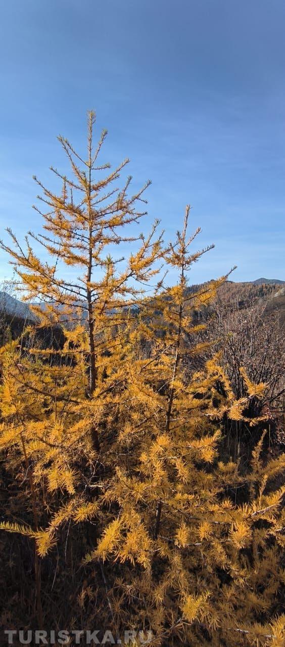 Осенняя лиственница на Алтае