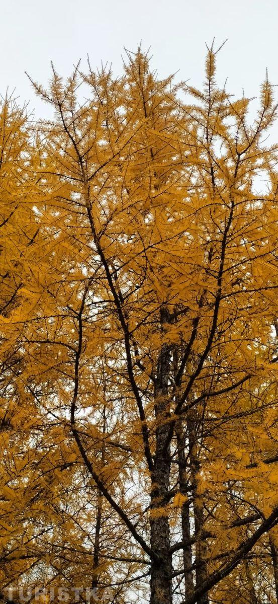 Осенняя лиственница на Алтае