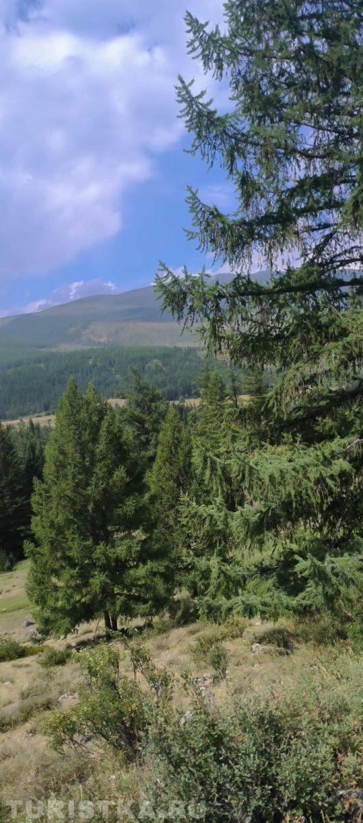 Лиственницы на Алтае