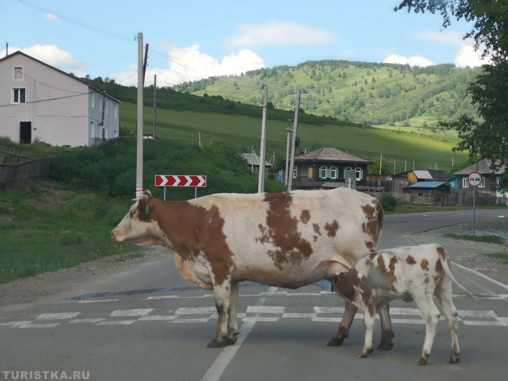  "- Как думаешь, здесь крокодилы водятся?", 28.06.2018 село Черный Ануй Солонешенский район