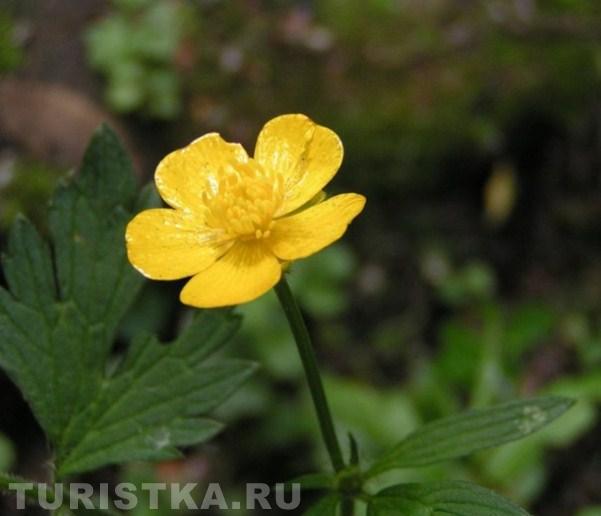 Лютик на Алтае