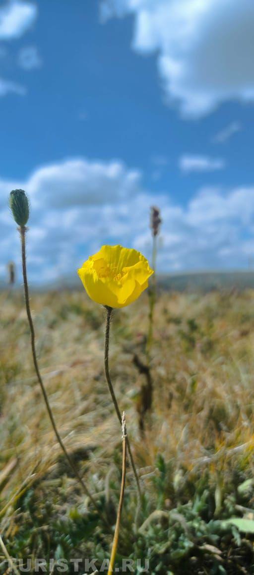 Мак альпийский на Алтае