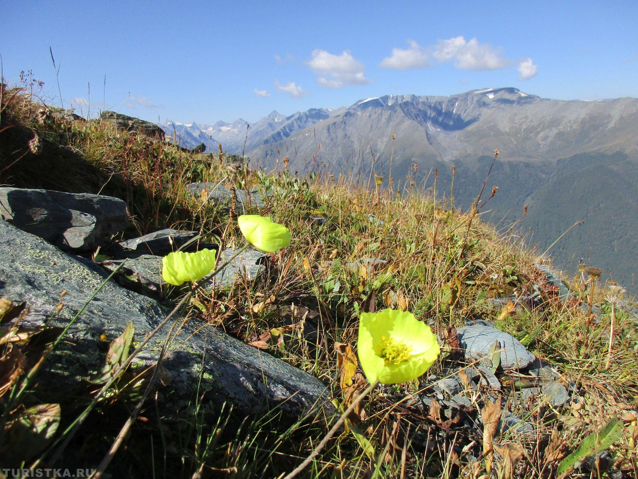 Мак альпийский на Алтае