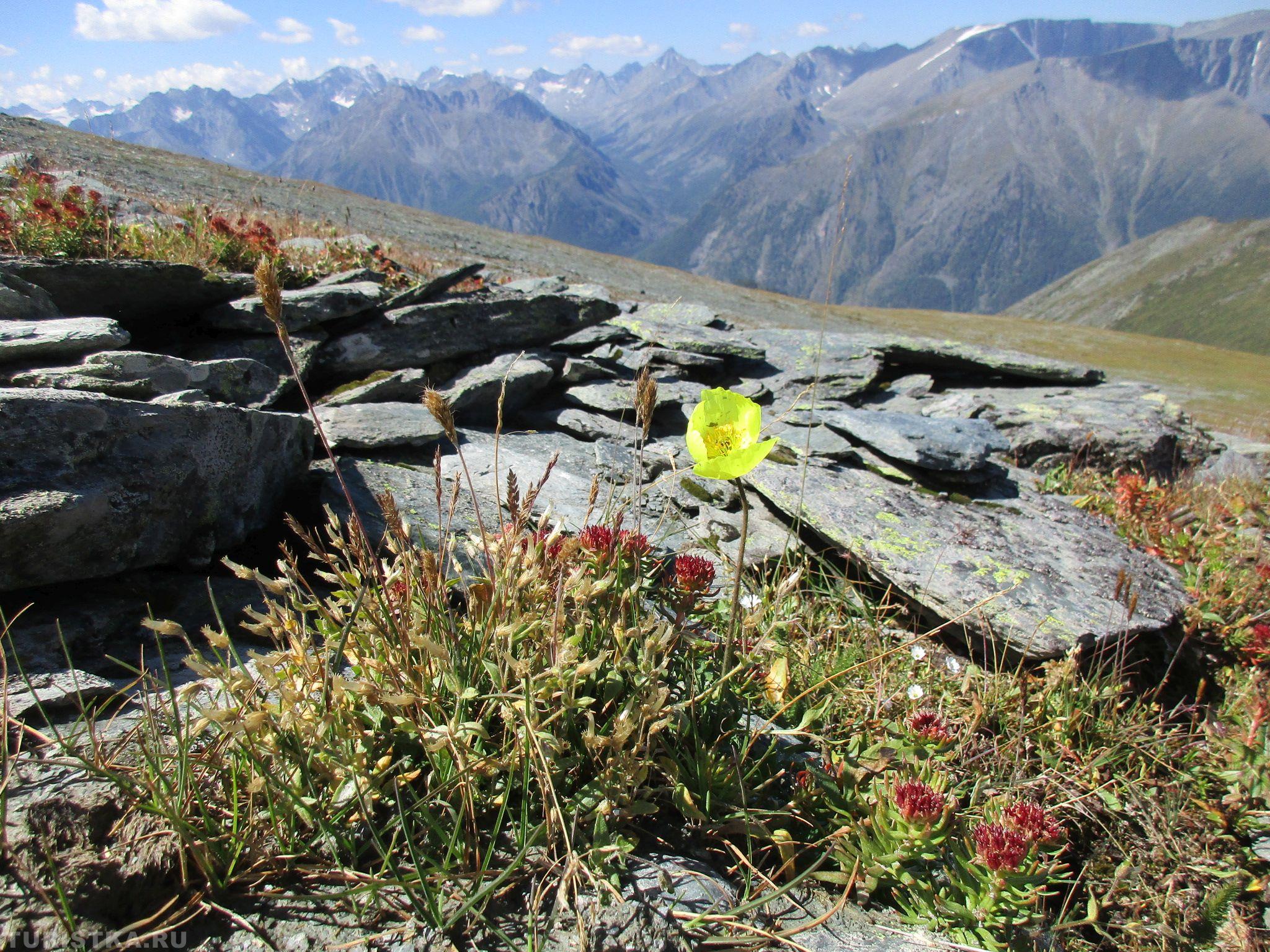 Мак альпийский на Алтае