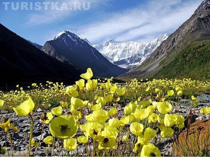 Мак альпийский на Алтае