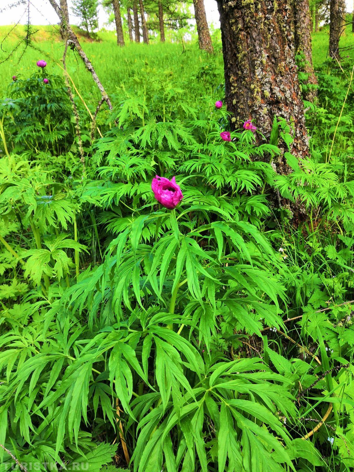 Пион уклоняющийся на Алтае