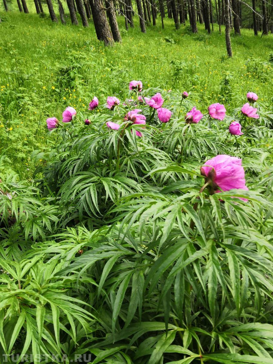 Пион уклоняющийся на Алтае