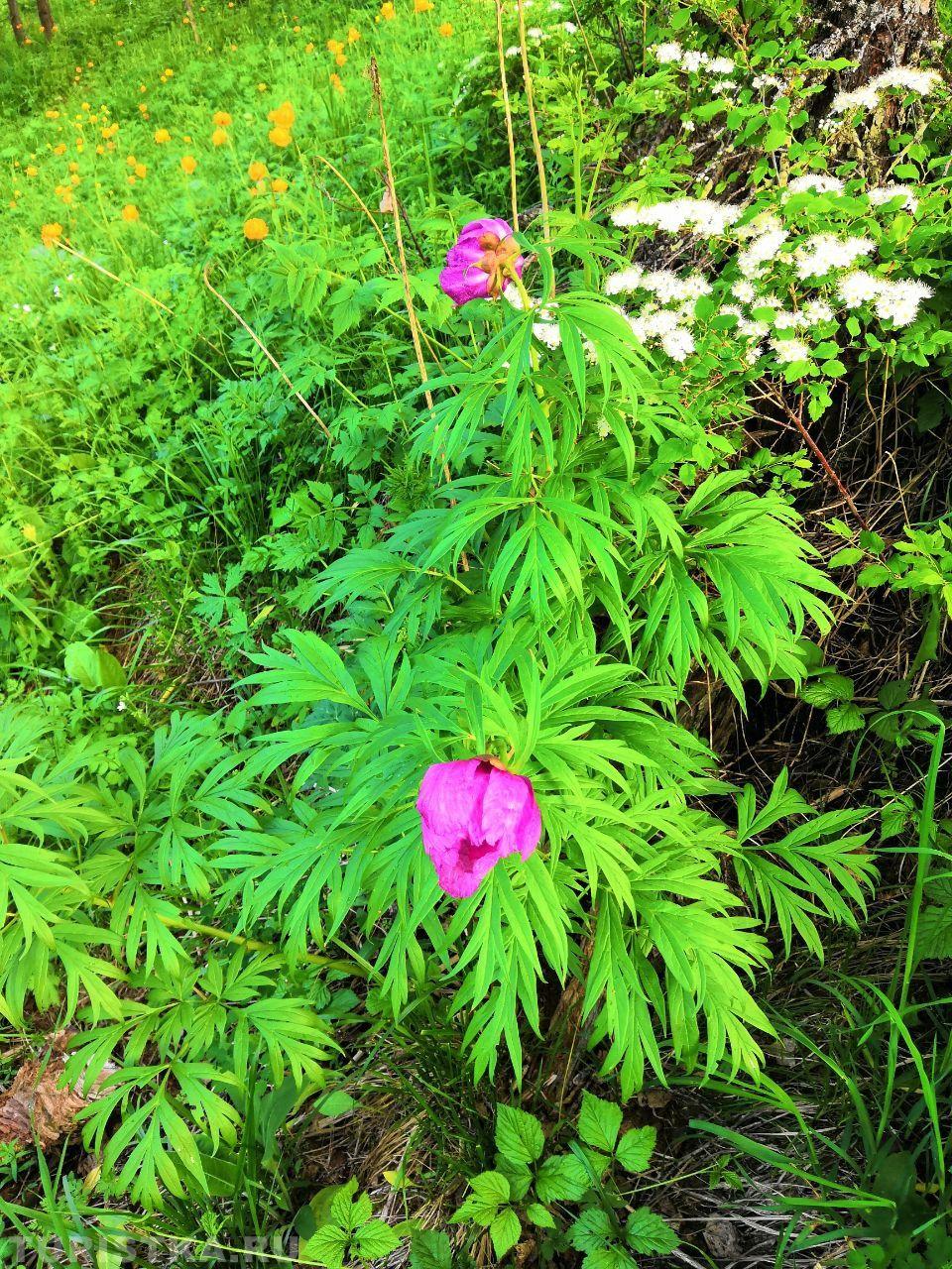 Пион уклоняющийся (Марьин корень)