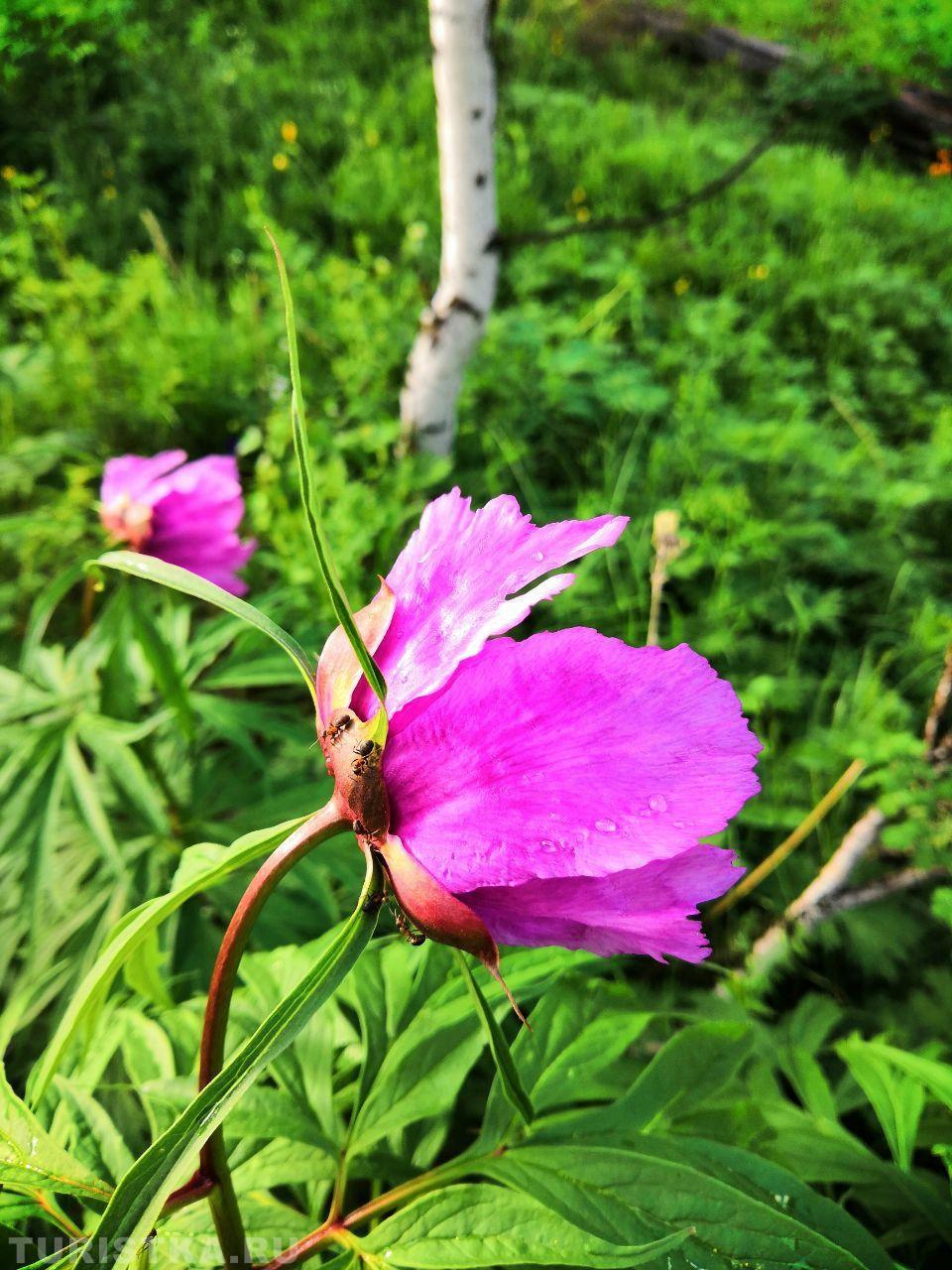 Пион уклоняющийся (Марьин корень)