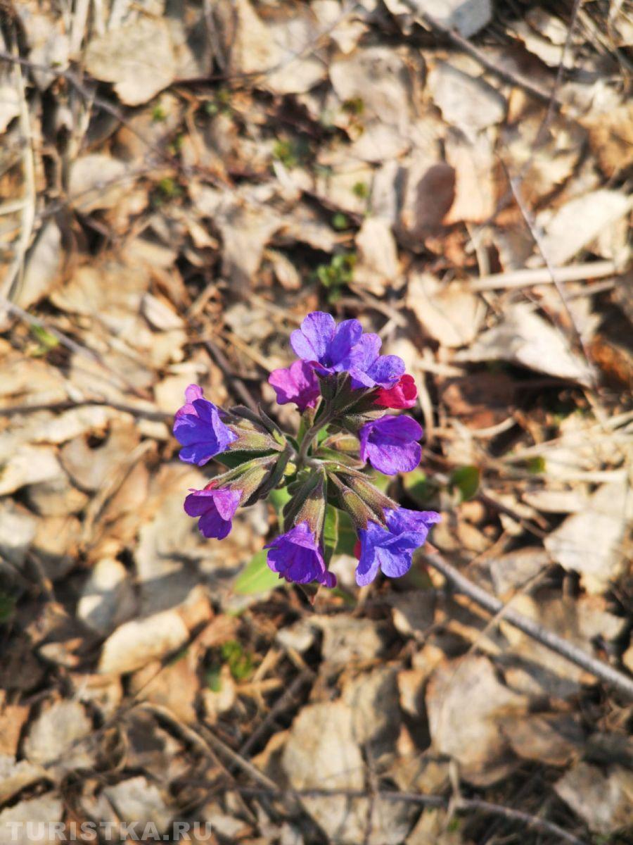 Медуница мягкая