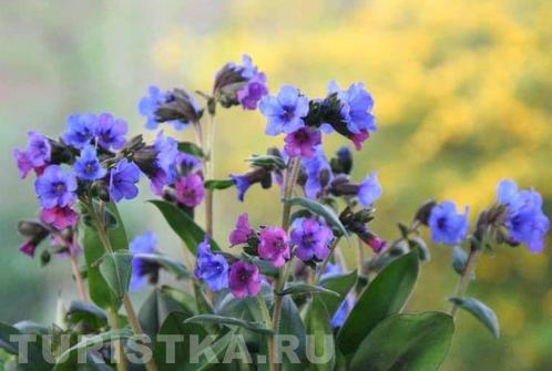 Медуница мягкая