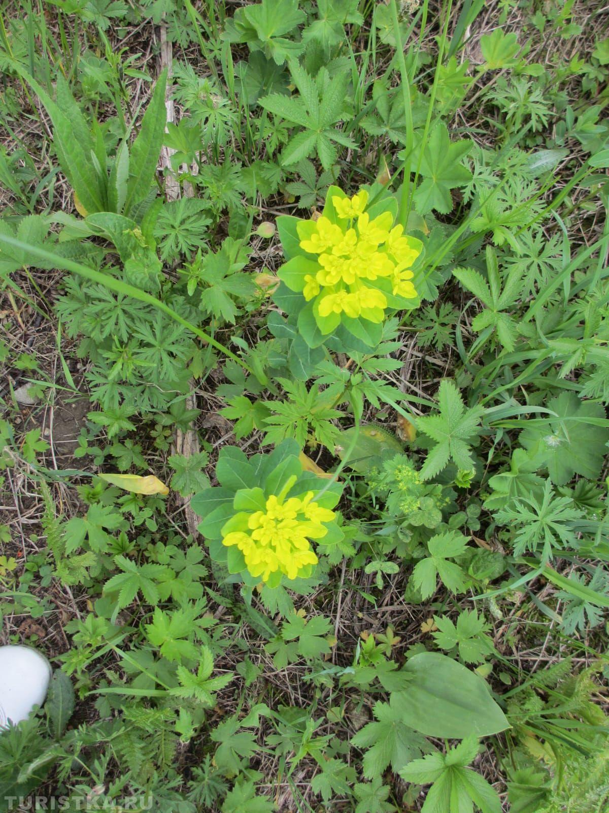 Молочай алтайский