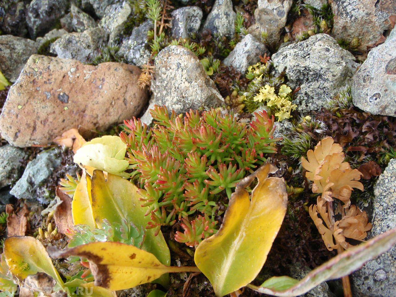 Молодило на Алтае