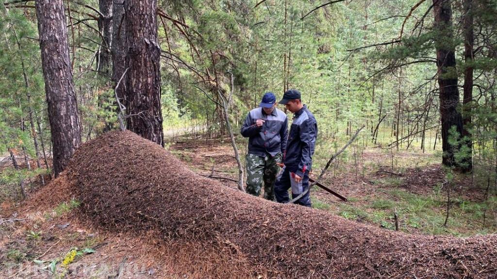 Гигантский муравейник на Алтае