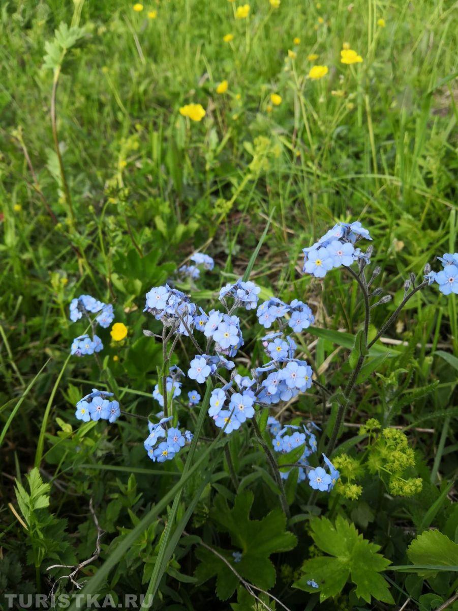 Незабудка на Алтае