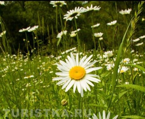 Нивяник на Алтае